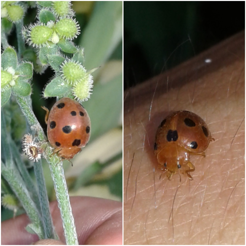 Henosepilachna argus (Coccinellidae)? S.